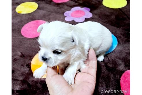 成約済の広島県のミックス犬-209259
