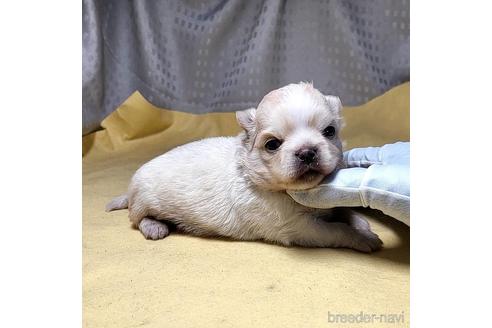 成約済の茨城県のチワワ(ロングコート)-209266の30枚目