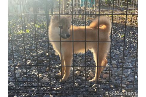 成約済の岡山県の柴犬-209277の3枚目