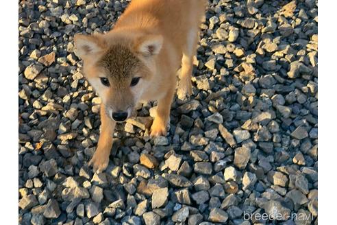成約済の岡山県の柴犬-209277の4枚目