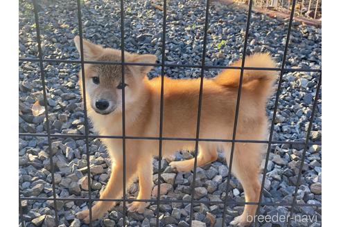 成約済の岡山県の柴犬-209277の1枚目