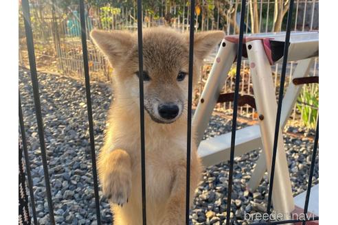 成約済の岡山県の柴犬-209277の5枚目