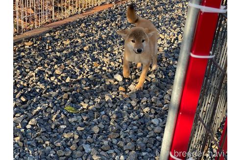成約済の岡山県の柴犬-209277の2枚目
