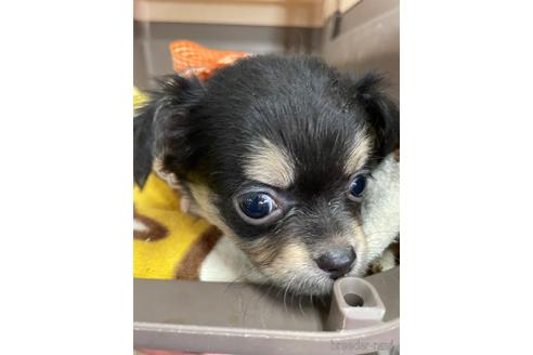 成約済の愛媛県のチワワ(ロングコート)-209312の2枚目