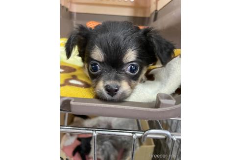 成約済の愛媛県のチワワ(ロングコート)-209312の1枚目