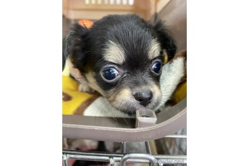 成約済の愛媛県のチワワ(ロングコート)-209312の3枚目