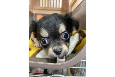 成約済の愛媛県のチワワ(ロングコート)-209312の4枚目