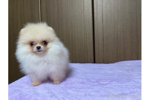 成約済の新潟県のポメラニアン-205639の11枚目