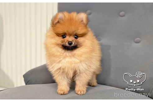 成約済の愛知県のポメラニアン-202786の1枚目