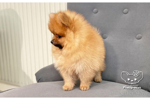 成約済の愛知県のポメラニアン-202786の3枚目