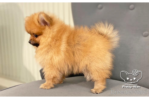 成約済の愛知県のポメラニアン-202786の2枚目