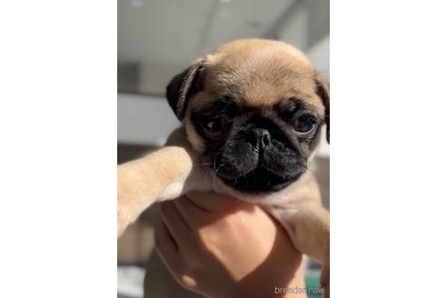 成約済の福岡県のパグ-204841の2枚目