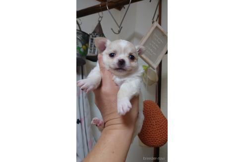 成約済の神奈川県のチワワ(ロングコート)-209482の16枚目