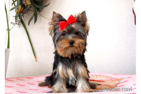 子犬