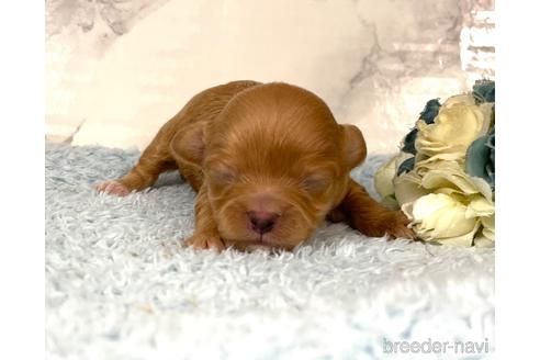 成約済の福岡県のチワプー:チワワ×トイプードル-209521の11枚目