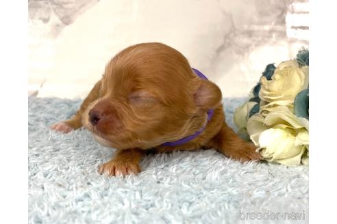 成約済の福岡県のチワプー:チワワ×トイプードル-209521の12枚目