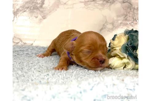 成約済の福岡県のチワプー:チワワ×トイプードル-209521の13枚目