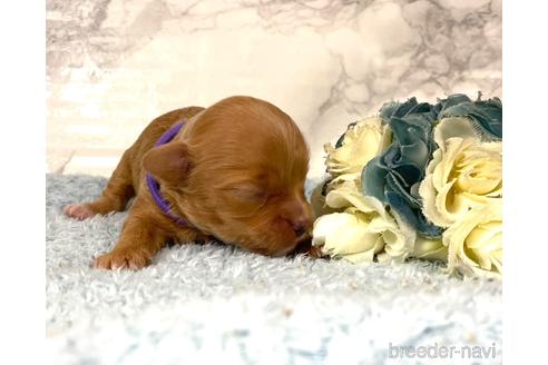 成約済の福岡県のチワプー:チワワ×トイプードル-209521の14枚目