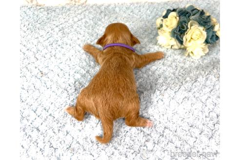 成約済の福岡県のチワプー:チワワ×トイプードル-209521の15枚目