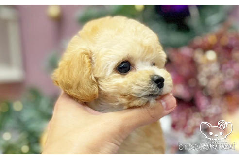 成約済の愛知県のタイニープードル-209525の2枚目