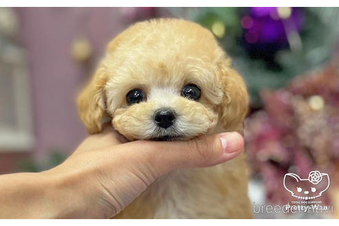 成約済の愛知県のタイニープードル-209525の1枚目