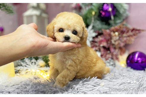 成約済の愛知県のタイニープードル-209525の3枚目