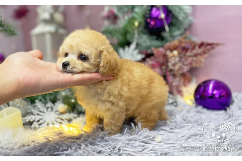 成約済の愛知県のタイニープードル-209525の4枚目