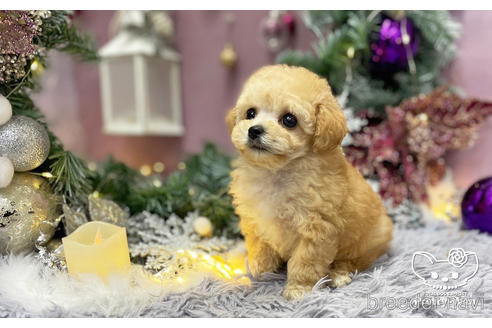 成約済の愛知県のタイニープードル-209525の5枚目