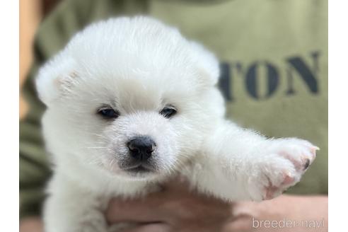 成約済の愛知県の秋田犬-206719の1枚目