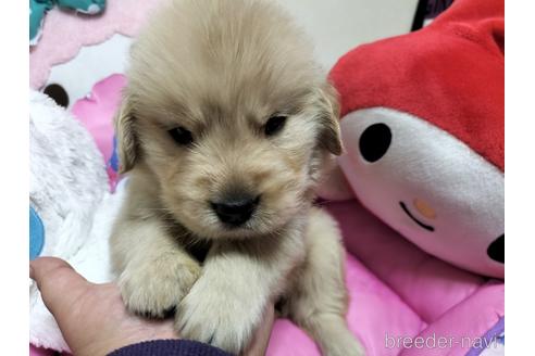 成約済の兵庫県のゴールデンレトリーバー-209543の1枚目