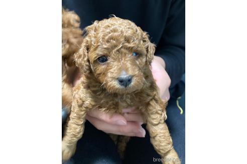 成約済の愛媛県のタイニープードル-210000の1枚目