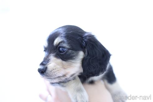 成約済の愛知県のカニンヘンダックスフンド(ロングヘアード)-208630の5枚目