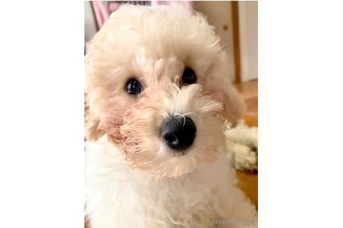 成約済の静岡県のミックス犬-202964の16枚目