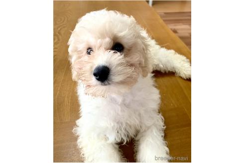 成約済の静岡県のミックス犬-202964の15枚目