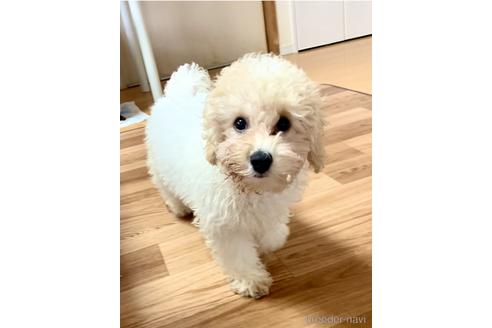 成約済の静岡県のミックス犬-202964の14枚目