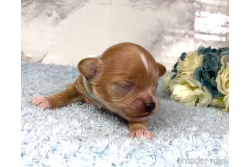 成約済の福岡県のチワプー:チワワ×トイプードル-209636の10枚目