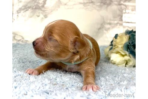 成約済の福岡県のチワプー:チワワ×トイプードル-209636の11枚目