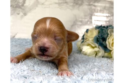 成約済の福岡県のチワプー:チワワ×トイプードル-209636の12枚目