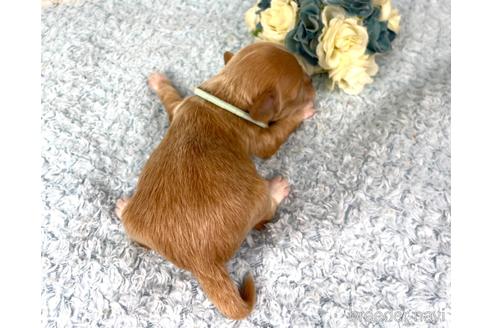 成約済の福岡県のチワプー:チワワ×トイプードル-209636の13枚目