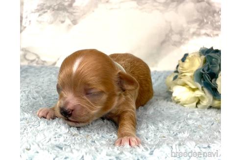 成約済の福岡県のチワプー:チワワ×トイプードル-209636の14枚目