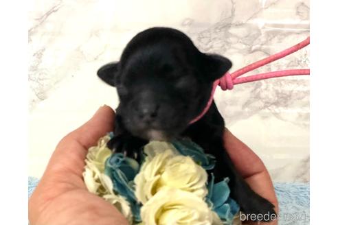 成約済の福岡県のチワプー:チワワ×トイプードル-209643の12枚目