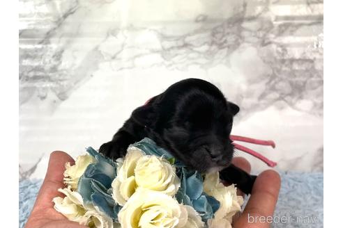 成約済の福岡県のチワプー:チワワ×トイプードル-209643の13枚目