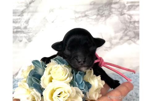 成約済の福岡県のチワプー:チワワ×トイプードル-209643の14枚目