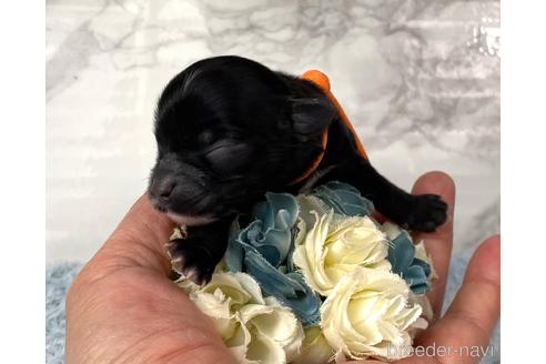 成約済の福岡県のチワプー:チワワ×トイプードル-209647の6枚目