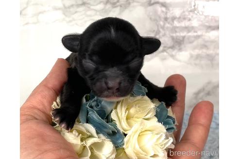 成約済の福岡県のチワプー:チワワ×トイプードル-209647の7枚目