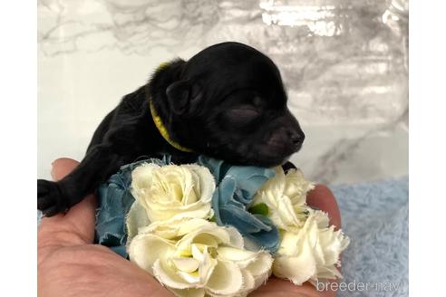 成約済の福岡県のチワプー:チワワ×トイプードル-209648の11枚目