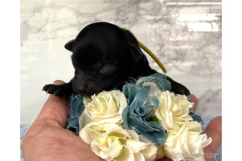 成約済の福岡県のチワプー:チワワ×トイプードル-209648の12枚目