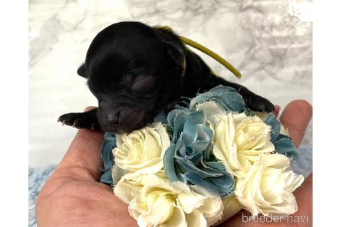 成約済の福岡県のチワプー:チワワ×トイプードル-209648の13枚目