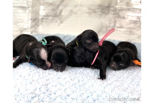 成約済の福岡県のチワプー:チワワ×トイプードル-209648の10枚目