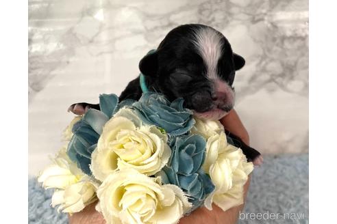 成約済の福岡県のチワプー:チワワ×トイプードル-209650の11枚目